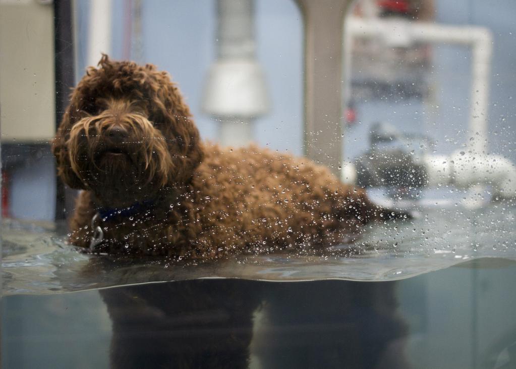 5 Course Modules Modules The Modules covered in this program include: Introduction to Hydrotherapy in the Canine Patient The physical properties of water Principles of Canine Hydrotherapy -swimming