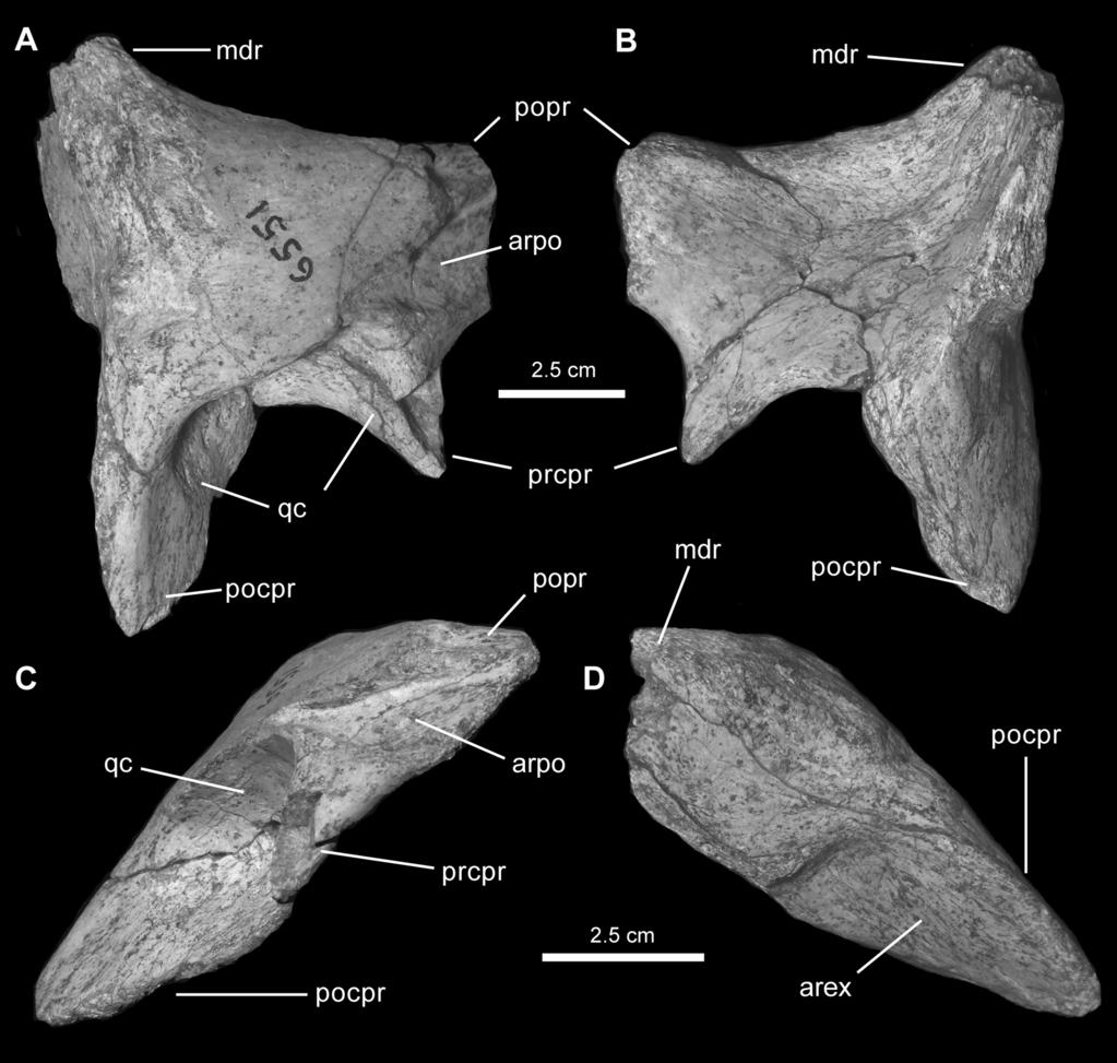 2010 PRIETO-MÁRQUEZ AND NORELL: GILMOREOSAURUS MONGOLIENSIS 11 Figure 4. Right squamosal of Gilmoreosaurus mongoliensis (AMNH FARB 30658).