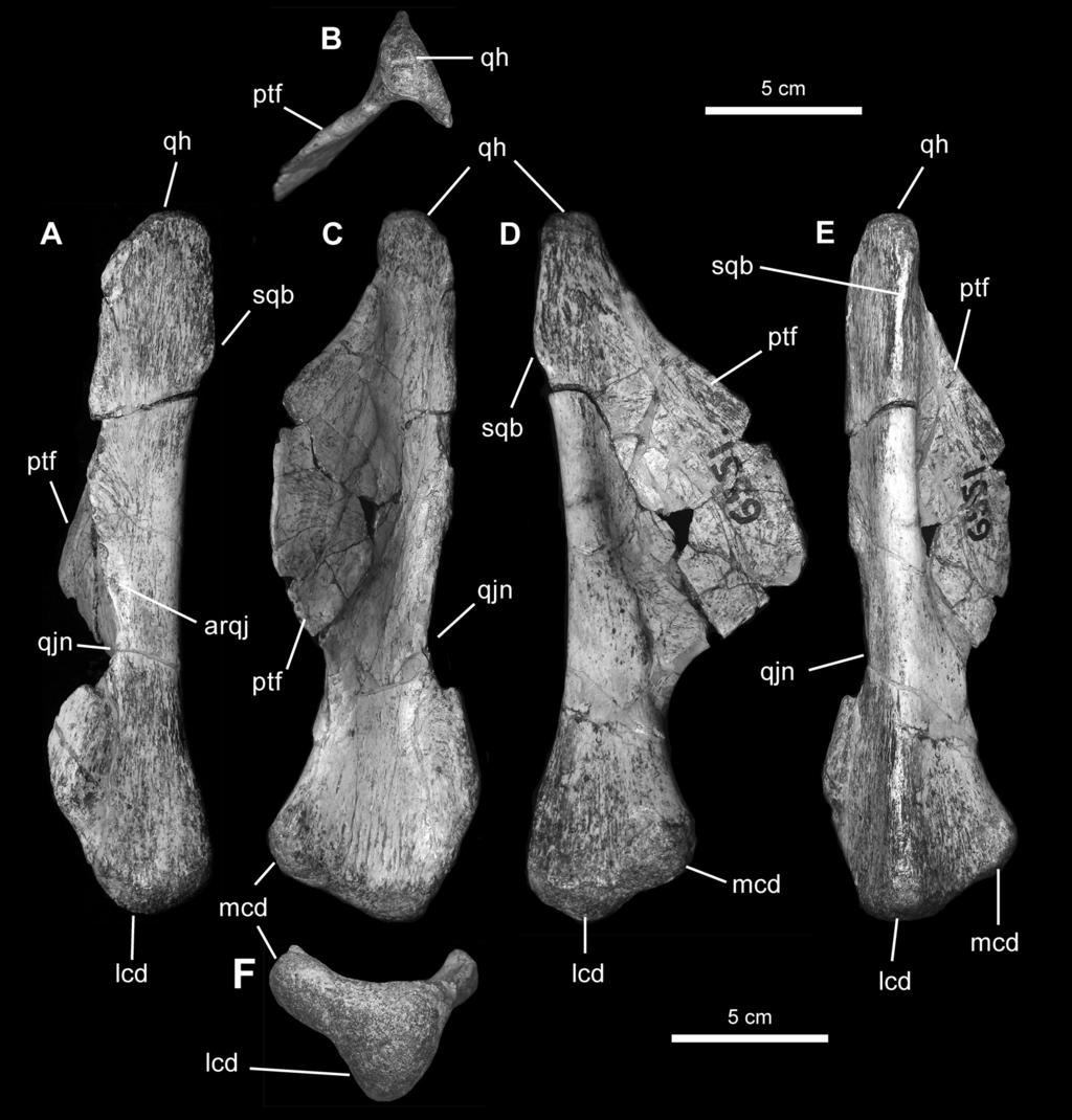 2010 PRIETO-MÁRQUEZ AND NORELL: GILMOREOSAURUS MONGOLIENSIS 13 Figure 5. Left quadrate of Gilmoreosaurus mongoliensis (AMNH FARB 30659).