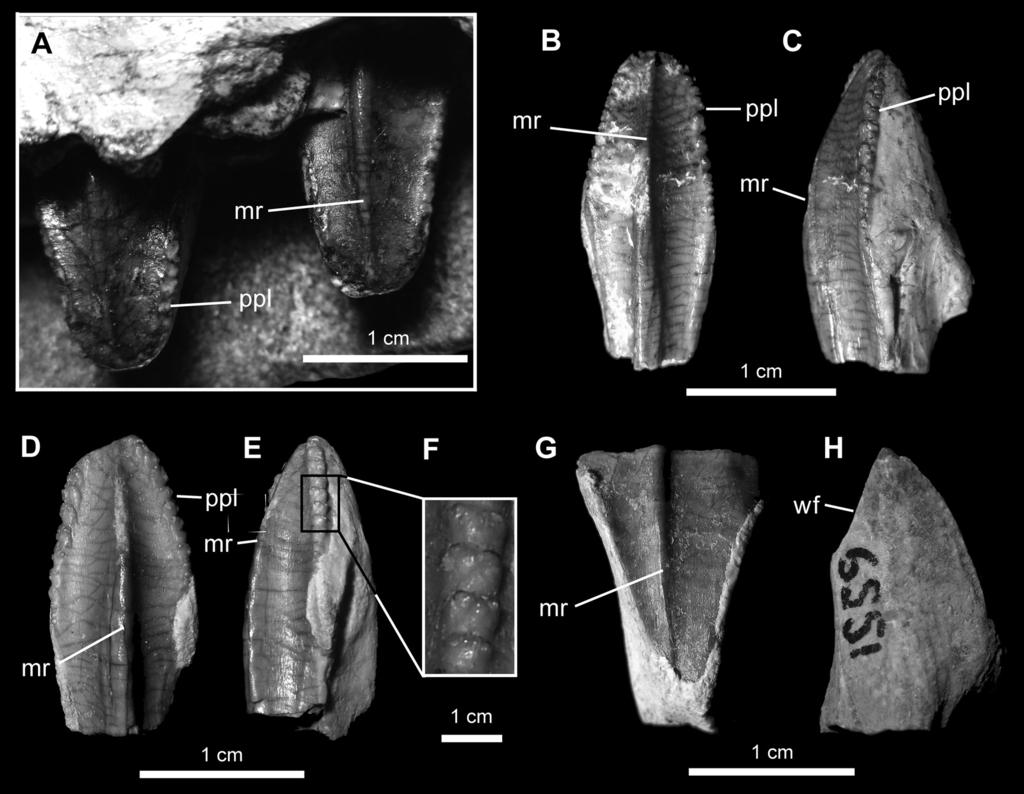 2010 PRIETO-MÁRQUEZ AND NORELL: GILMOREOSAURUS MONGOLIENSIS 17 Figure 8. Dentition of Gilmoreosaurus mongoliensis.