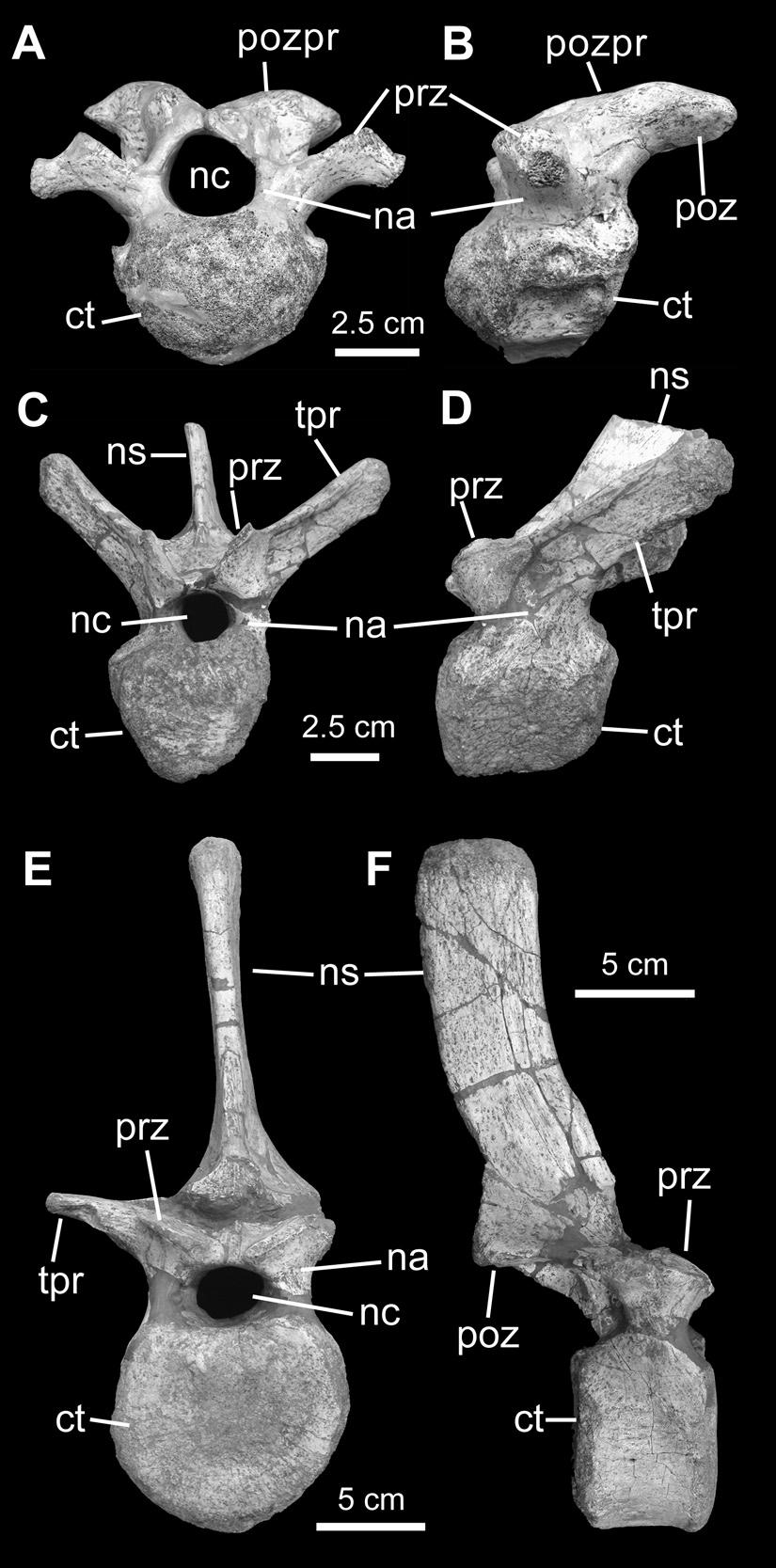 2010 PRIETO-MÁRQUEZ AND NORELL: GILMOREOSAURUS MONGOLIENSIS 19 Figure 9. Selected axial elements of Gilmoreosaurus mongoliensis.