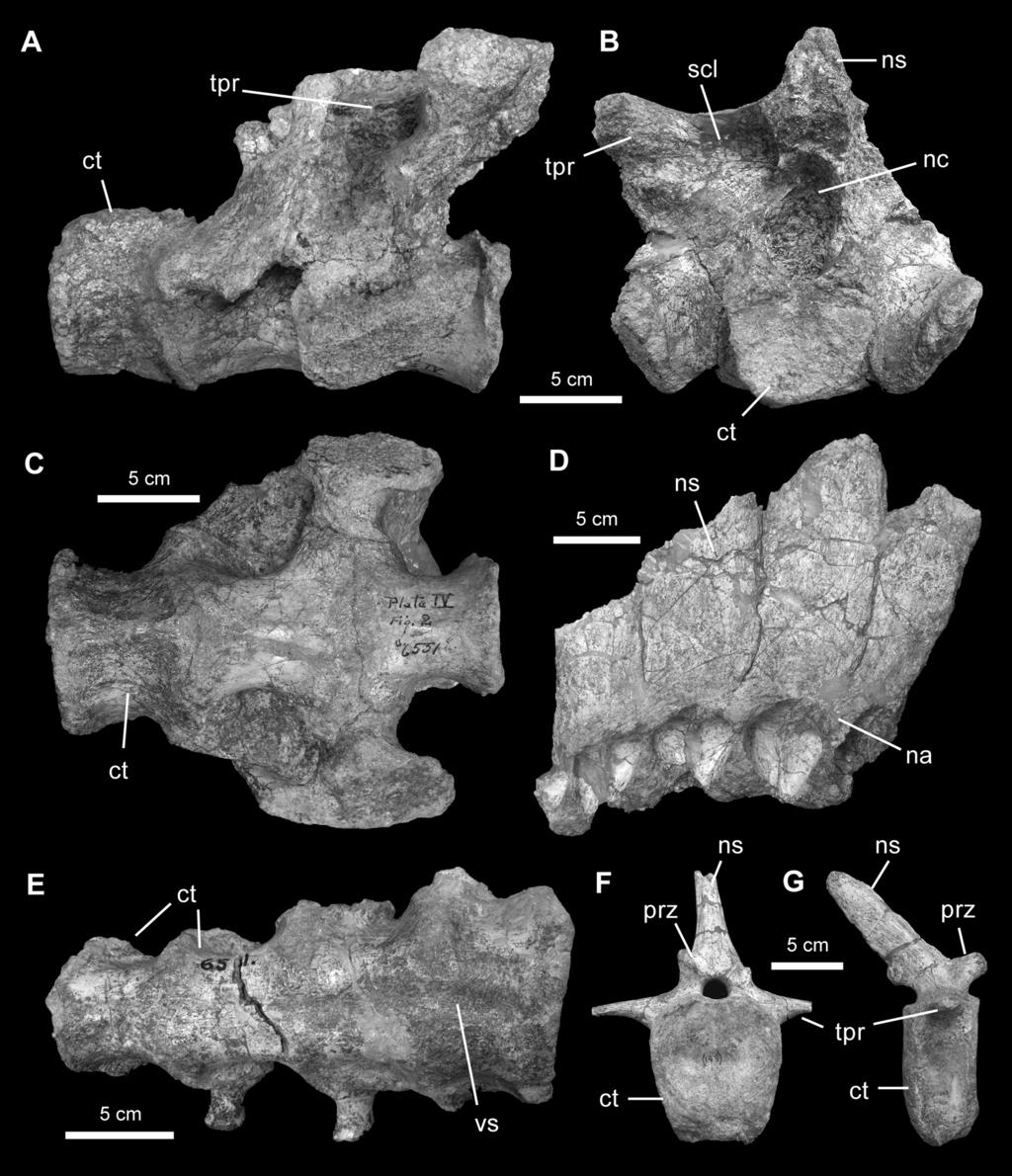 20 American Museum NovITATES No. 3694 Figure 10. Selected axial elements of Gilmoreosaurus mongoliensis.