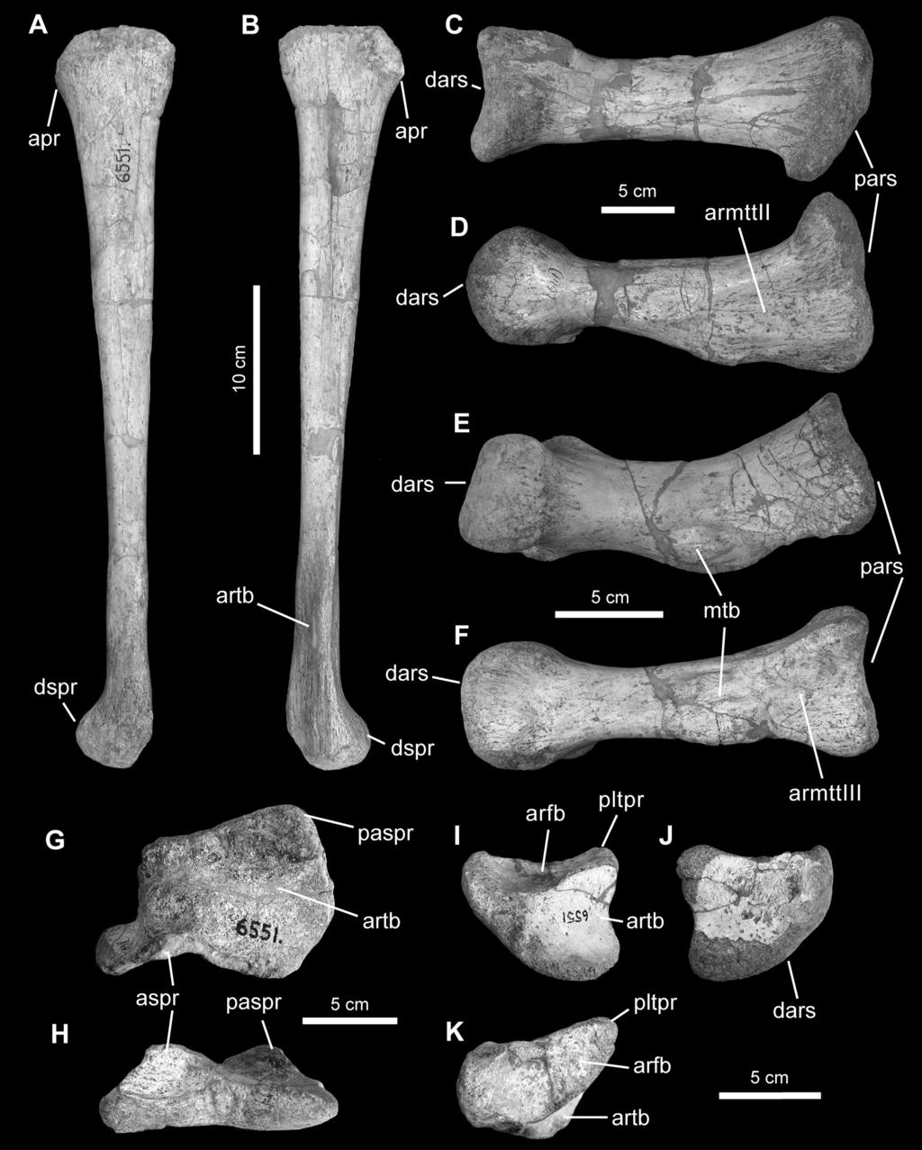 2010 PRIETO-MÁRQUEZ AND NORELL: GILMOREOSAURUS MONGOLIENSIS 33 Figure 17. Hind-limb elements of Gilmoreosaurus mongoliensis. A B, left fibula (AMNH FARB 30748) in lateral and medial views.