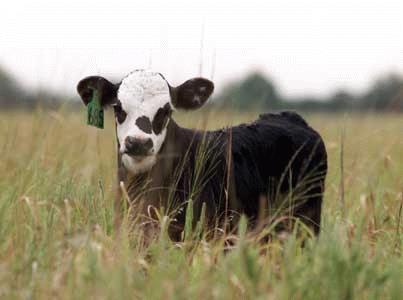 Calves 3-6 months Eimeria bovis Summer Coccidiosis Stress - first time on pasture Older cows carriers & infect the