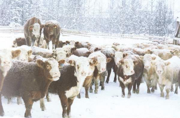 Diarrhea & tenesmus Severe cold weather Stress factors Weaning,