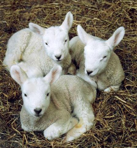 Ovine Coccidiosis 12 species of Eimeria infect sheep prepatent period ~ 14 days Lambs in feedlot or after shipping 12-21 days after arrival Watery diarrhea for