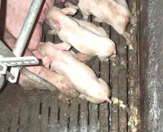 Clinical signs Piglets 1-2 weeks Yellow- grey pasty diarrhea Diarrhea smells like "soured milk Blood not