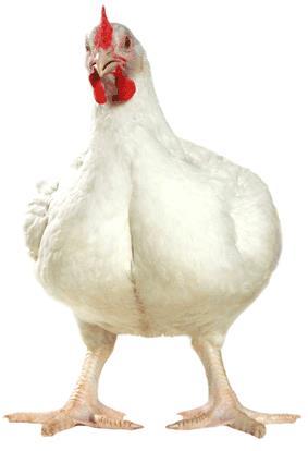 Poultry Epidemiology Prevalence
