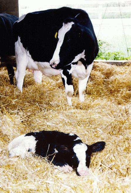Clinical signs Intestinal cryptosporidiosis Diarrhea Typically pasty-yellow in calves, occasionally with blood or mucus Mild & intermittent or severe profuse & watery May last up to