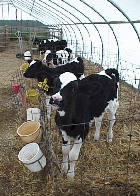 Bovine Coccidiosis 13 species infect cattle in North America Eimeria zuernii & Eimeria bovis Most pathogenic Mixed