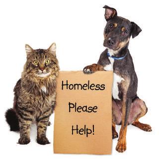 Why we need your support Be a Part of Their Future Sanilac County Humane Society is doing something unique by raising all of the needed funds through