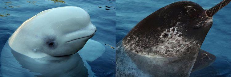 A beluga whale is on the left and narwhal is on the right. This is a beluga-narwhal hybrid.