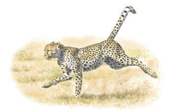 Cheetahs are the fastest animals on land.