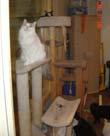 October 16, 2011 Treatment Foster Care Strongly recommended Keep cat in one room Monitor and record elimination (in and out of