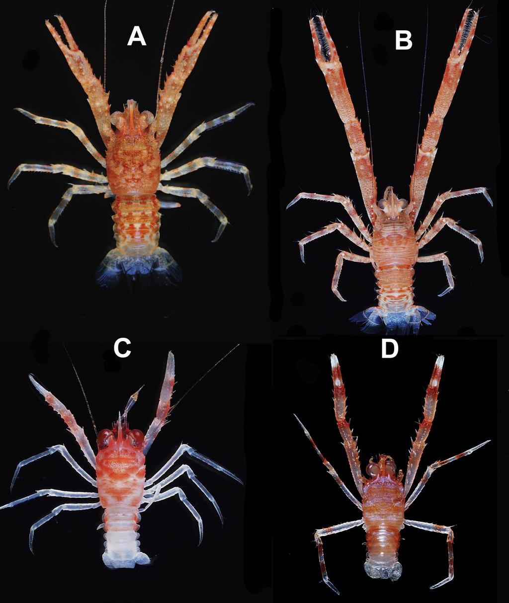 MACPHERSON E. et al., Squat lobsters from Indian Ocean Fig. 12. Dorsal view. Colours in life. A. Munida limula Macpherson & Baba, 1993,, 3.4 mm, Madagascar, ATIMO VATAE, Stn TP12. B. Munida mesembria sp.