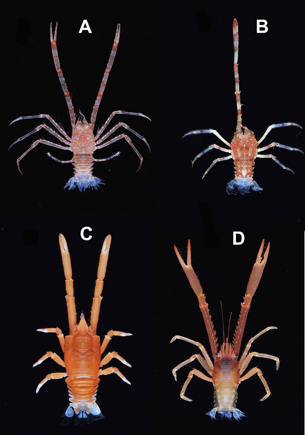 MACPHERSON E. et al., Squat lobsters from Indian Ocean Fig. 14. Dorsal view. Colours in life. A. Paramunida mozambica Cabezas et al., 2011,, 6.0 mm,, MAINBAZA, Stn CP3161. B.
