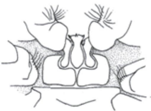 lateral plates kidney-shaped. Colour: body semi-translucent pale green with brownish-green specks; pereiopods and pleopods of same colour as body; distal part of uropods green.