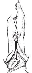 88 Metapenaeopsis barbata (De Haan, 1844) (Whiskered Velvet Shrimp) Diagnostic features: Rostrum directed slightly