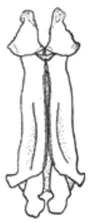 82 Metapenaeus ensis (De Haan, 1844) (Greasy Back Shrimp) Diagnostic features: rostrum reaches, or nearly to tip of antennular peduncle; in adult males, merus of fifth pereiopod