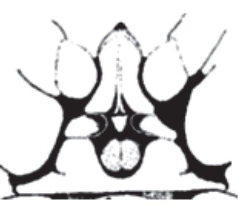 projections; the posterior lateral plates larger, rounded and swollen.