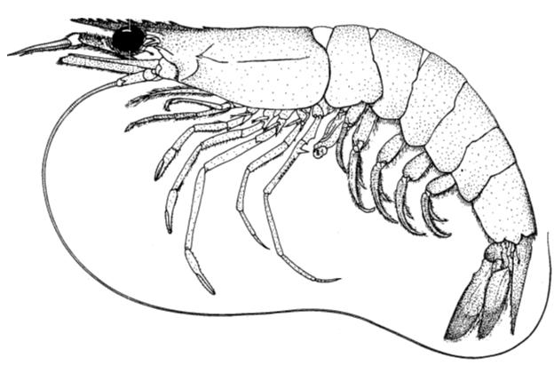 84 Metapenaeus monoceros (Fabricius, 1798) (Speckled Shrimp) Diagnostic features: Body covered with stiff, very short