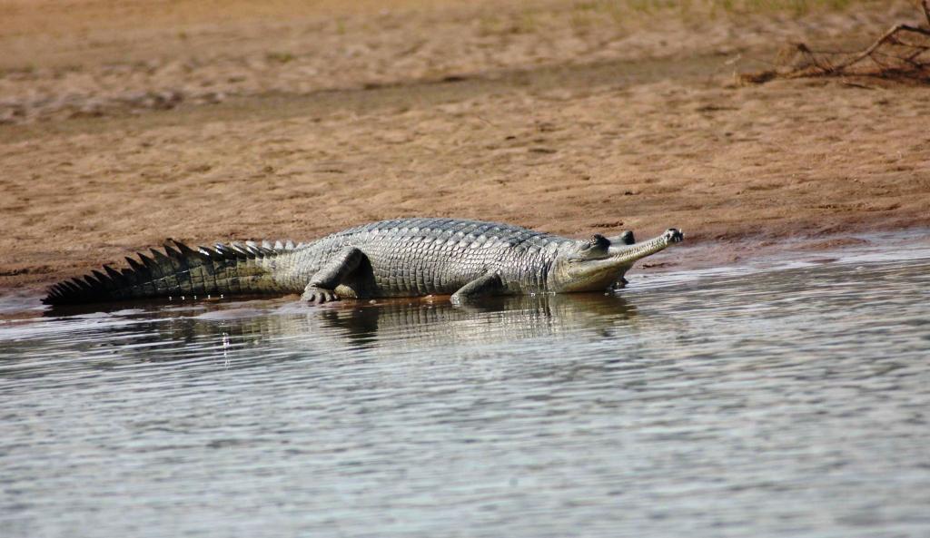 4. Discussion Figure 2: Female Gharial on sand bank habitat at Chambal River Wildlife in the Chambal River is very much influenced by various factors like habitat suitability and protection of their