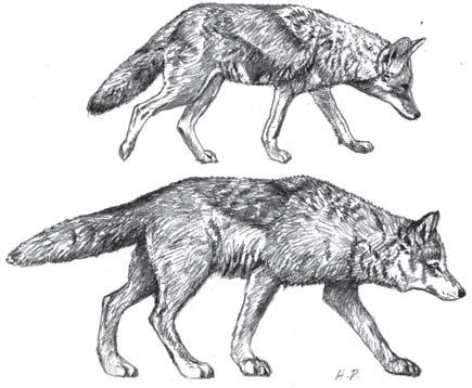 Figure 40. Differences between Coyote and Gray Wolf. Coyote (top): medium size, slender snout, large ears, face fox-like, small feet, tail usually carried low when running.