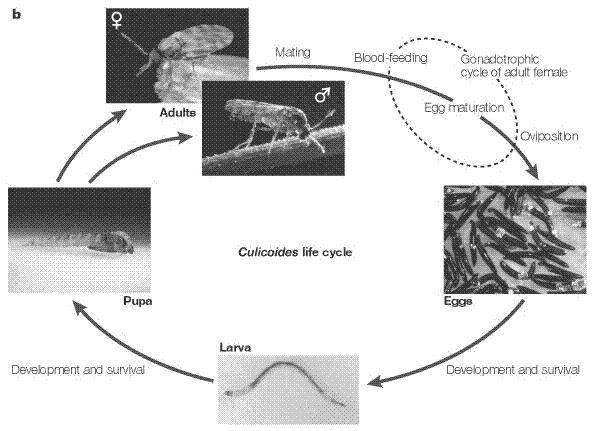 population density are assumed to influence the rate of development of immature Culicoides spp. (Borkent, 2005). Oviposition takes place after mating and feeding. Female Culicoides spp.