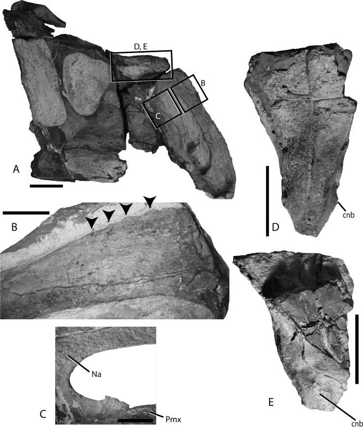 New hadrosaurid from the Campanian of Utah 5 Figure 4. Unique morphology observed on Rhinorex condrupus gen. et sp. nov., BYU 13528, nasal.