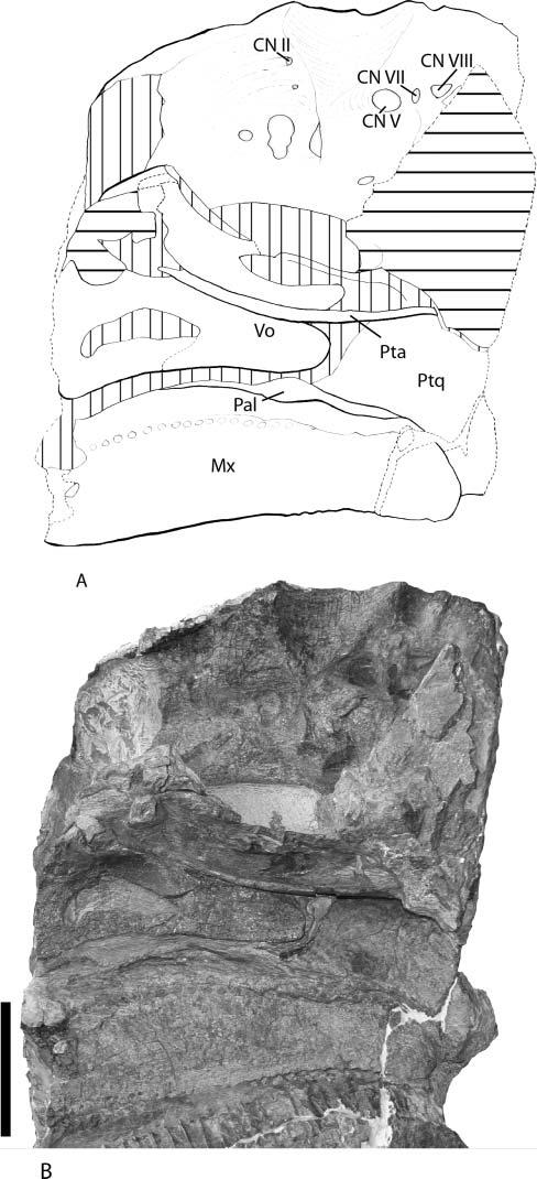 New hadrosaurid from the Campanian of Utah 7 Figure 6. Palate and braincase of Rhinorex condrupus gen. et sp. nov., BYU 13528. A, line drawing; B, photograph.