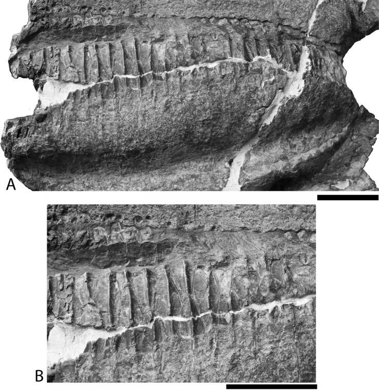 8 T. A. Gates and R. Scheetz Figure 7. Dentary of Rhinorex condrupus gen. et sp. nov., BYU 13528. A, general view medially; B, close up of dentary teeth in medial view. Scale bars D 5 cm.
