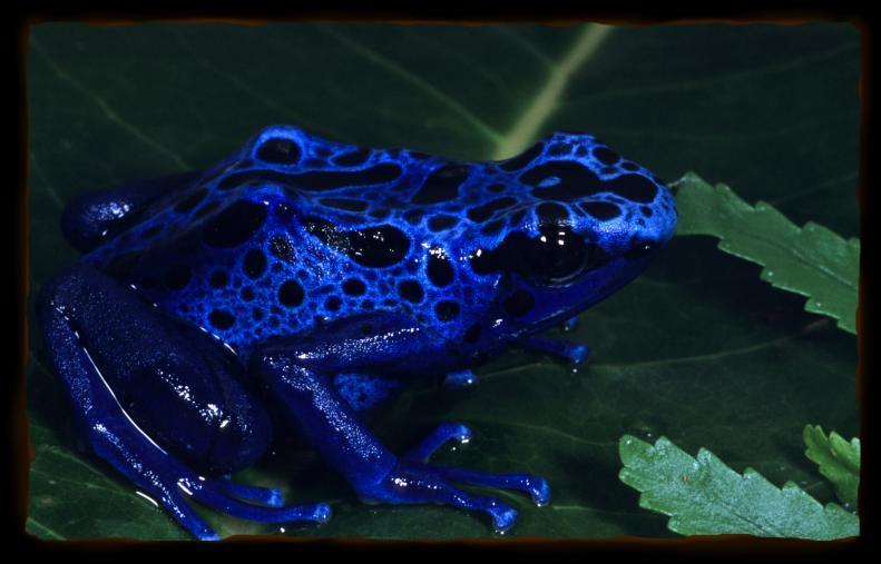 BLUE POISON FROG Blue Poison Frogs live in Central and South America in the rain forest.