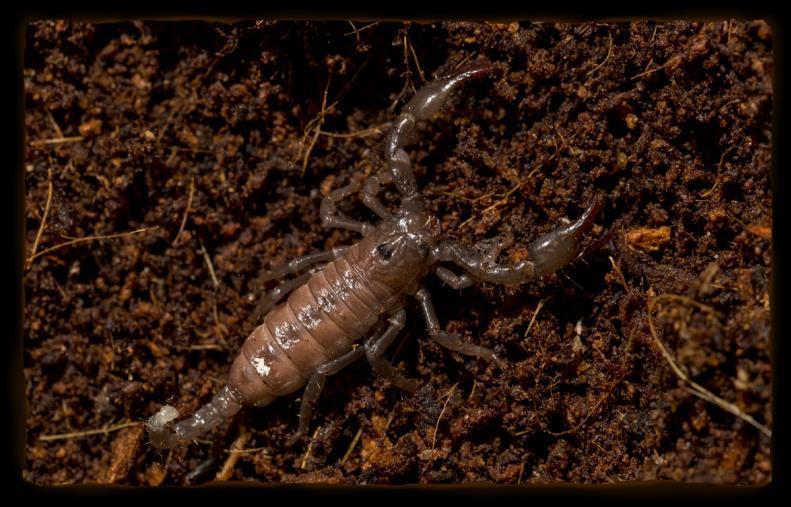 SCORPION Scorpions live on every continent except Antarctica in forests, grasslands, and deserts.