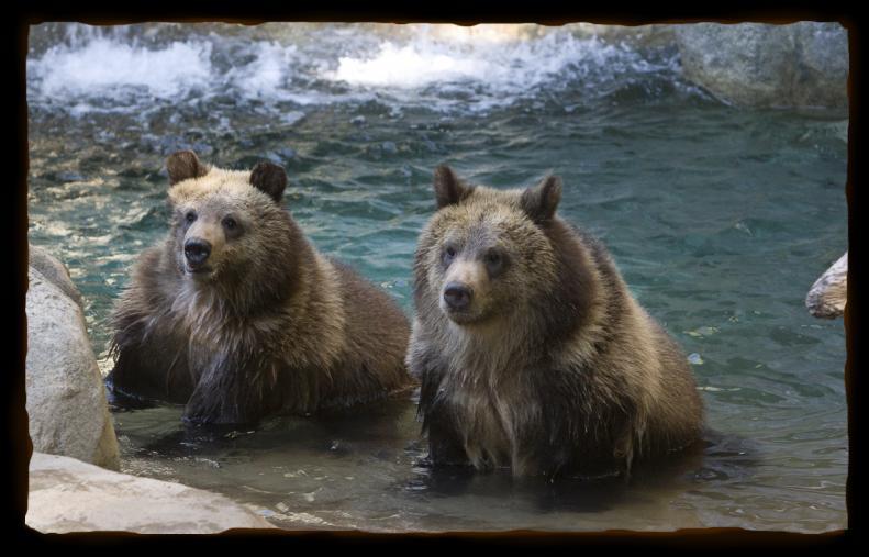 BROWN BEAR Brown Bears live in the forests, open fields, and mountain highlands of Northwestern North America, Northern Asia, Europe, Northern Africa, and the Middle East.