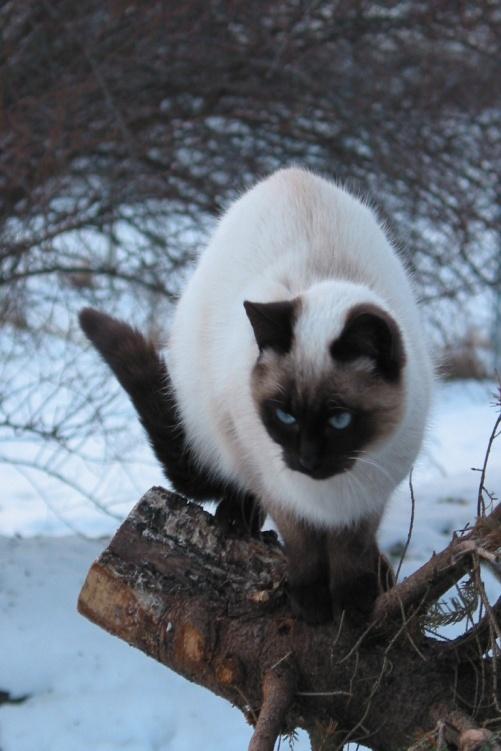 Oriental breeds most susceptible Siamese cats account for 50% of
