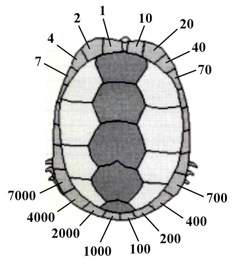 17 Figure 6. Illustration demonstrating the numbering system on the marginal scutes of the carapace. Ex. A T. s. elegans marked 211 would have a notch at 200, 10, and 1.