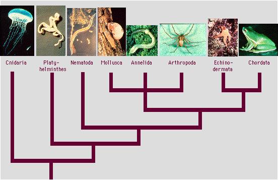 Classifying organisms based on Evolution Phylogeny the evolutionary relationship between organisms.