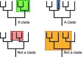 Cladistics (Cladograms) Organisms are grouped into clades A clade is a group of species that includes an ancestral species and all of its descendants Based on a new trait