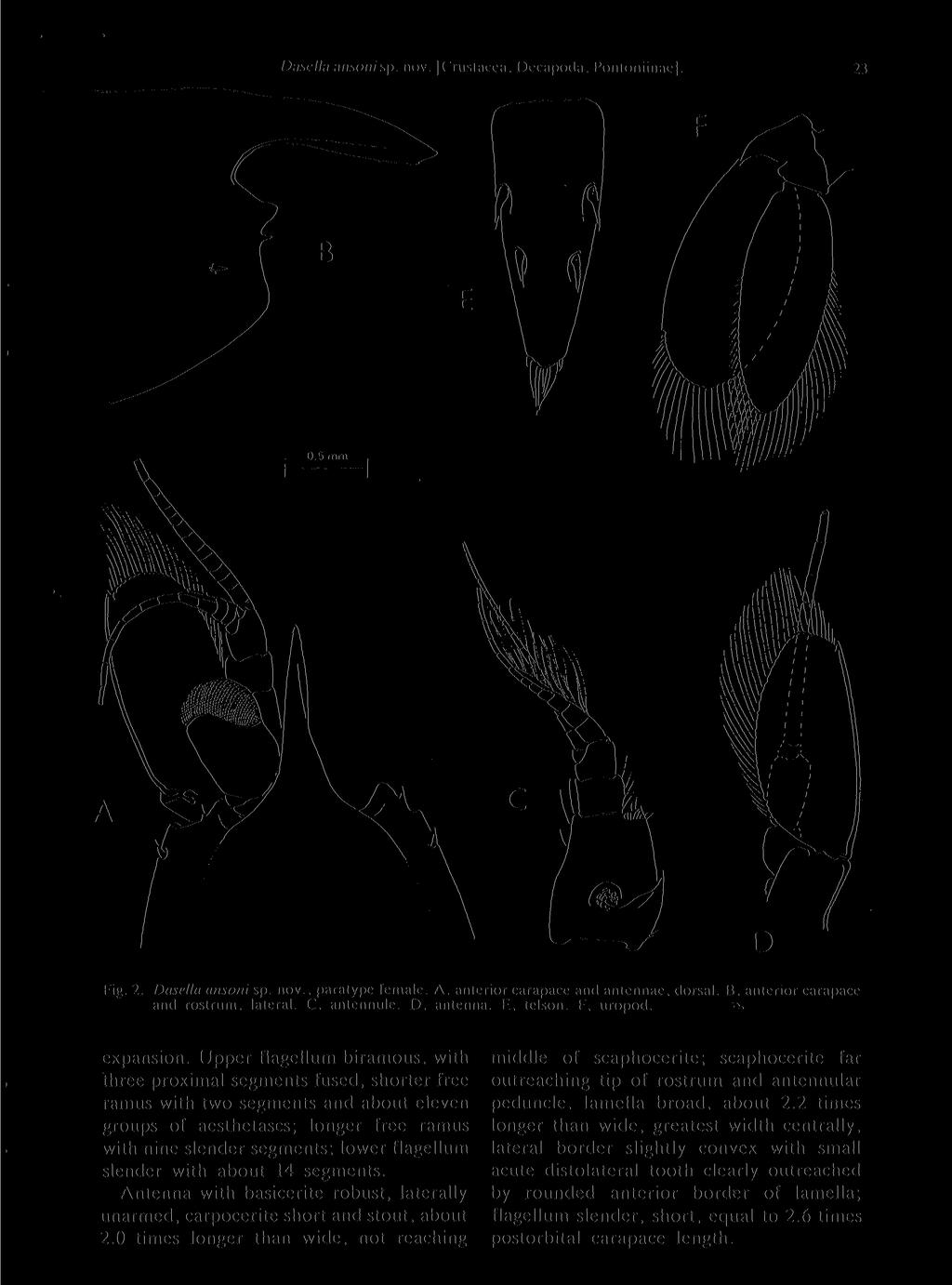 I);iscll;i ansoni sp. nov. ('rustacca. Decapoda, Pontnnimae]. 23 B Fig. 2. Dasella ansoni sp. nov., paratype female. A, anterior carapace and antennae, dorsal. B. anterior carapace and rostrum.