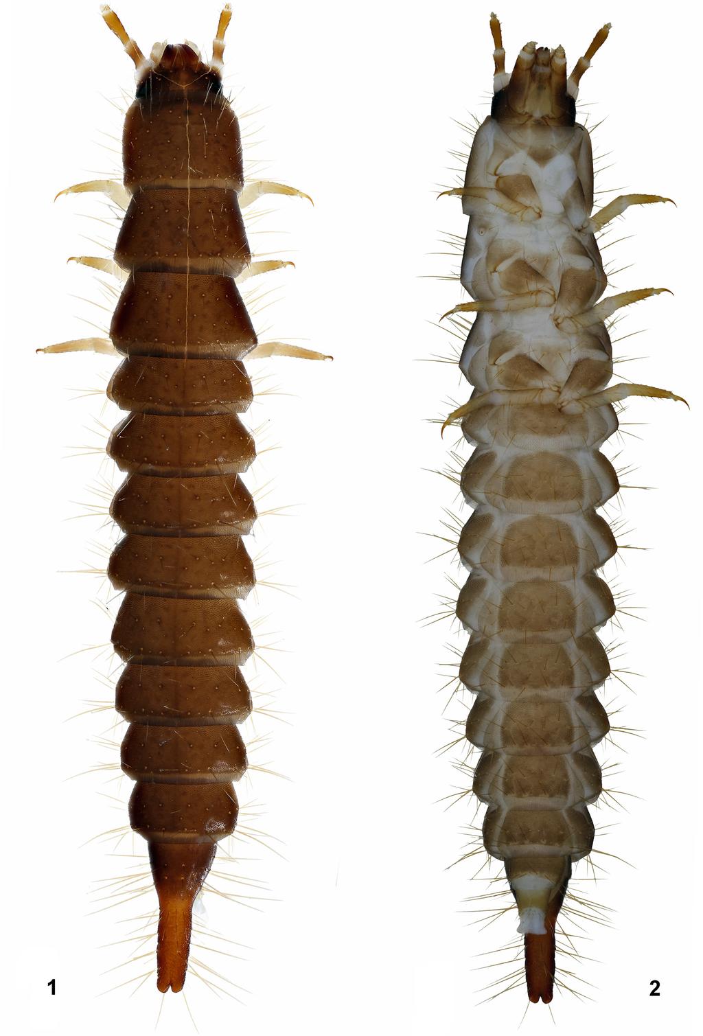 Description of larva of Euanoma starcki Reitter, 1889 (Coleoptera: Omalisidae) Figs 1 2.