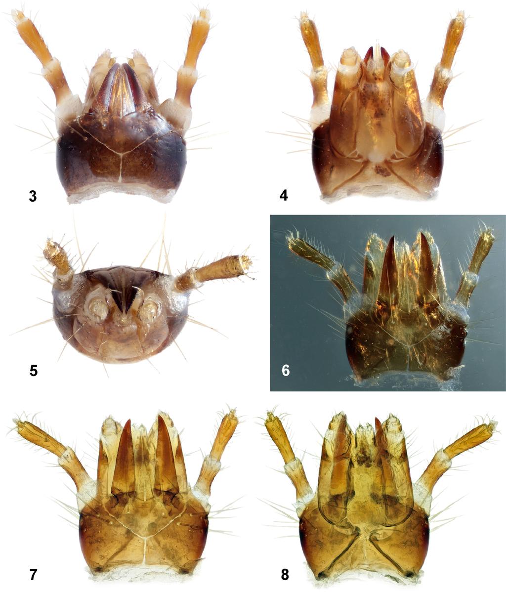 Color plate 4 Description of larva of Euanoma starcki Reitter, 1889 (Coleoptera: Omalisidae) Figs 3 8. Euanoma starcki, larva, head.
