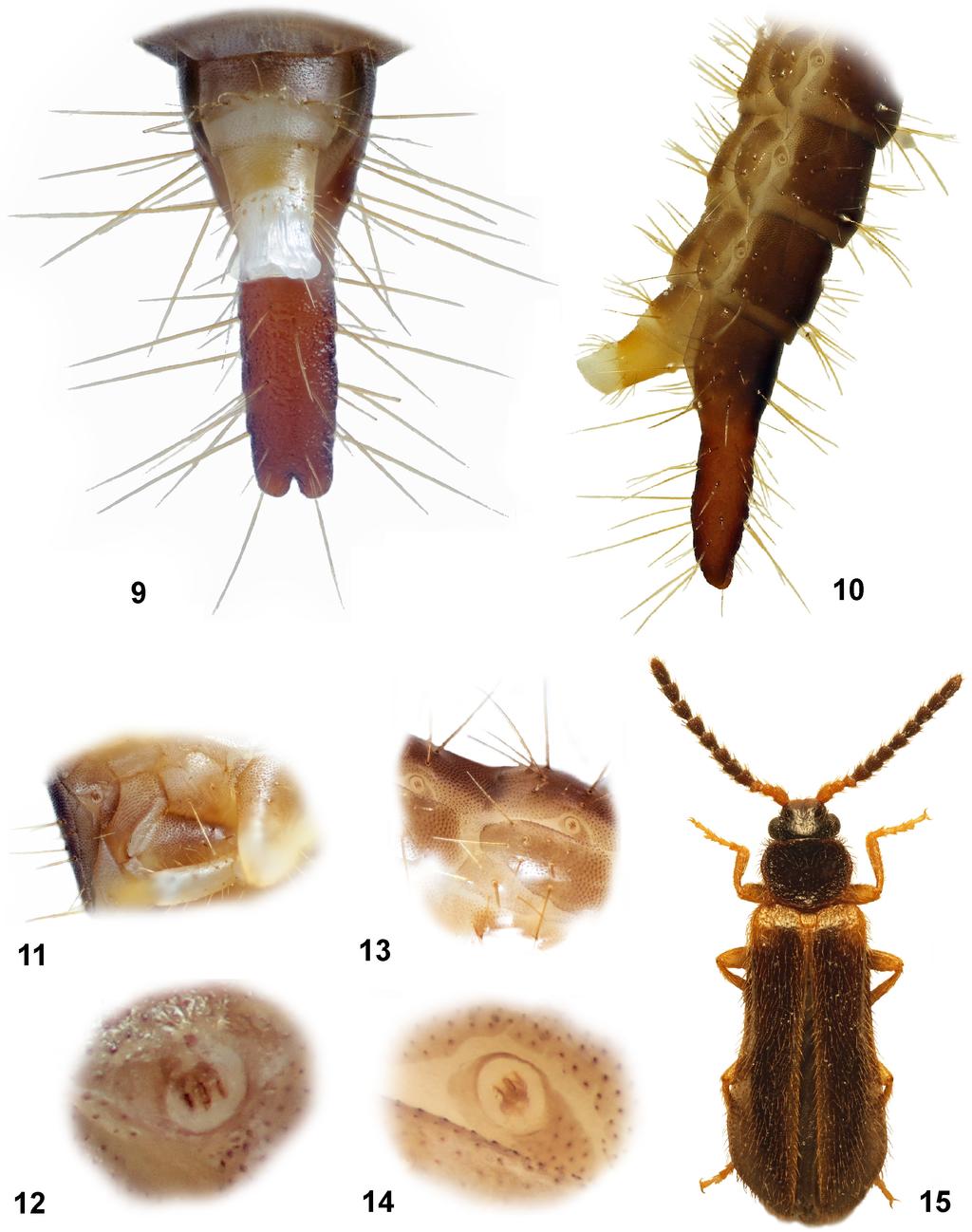 Description of larva of Euanoma starcki Reitter, 1889 (Coleoptera: Omalisidae) Color plate 5 Figs 9 15. Euanoma starcki. 9 14 larva, details: 9 apex of abdomen, ventrally; 10 same, laterally; 11 12 thoracic spiracle, 13 14 abdominal spiracle; 15 adult male, general view.