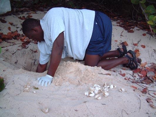 Recommendations 4.1.2.1.b. Amend the Fisheries Protection Regulations i) Ensure permanent and complete prohibition of the harvest of nesting female turtles and turtle eggs.