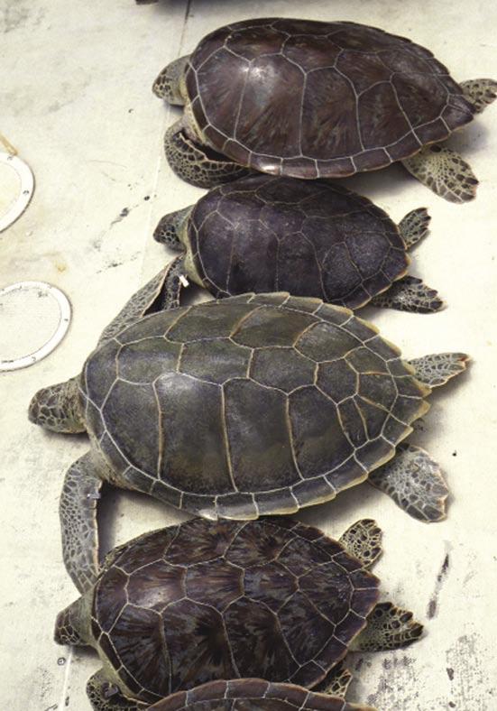 4.6. Status of Foraging Marine Turtles in Anguilla In 1983 Meylan reported that marine turtles were more abundant in Anguilla than at most of the other Leeward islands and attributed this to the