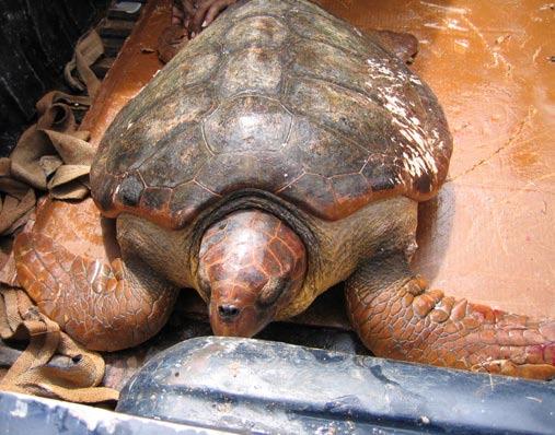 In February 2004, the DFMR was called to the same site as fishers had found an injured loggerhead in the bay (Photo 4.14). This animal had a curved carapace length of 70.5cm.