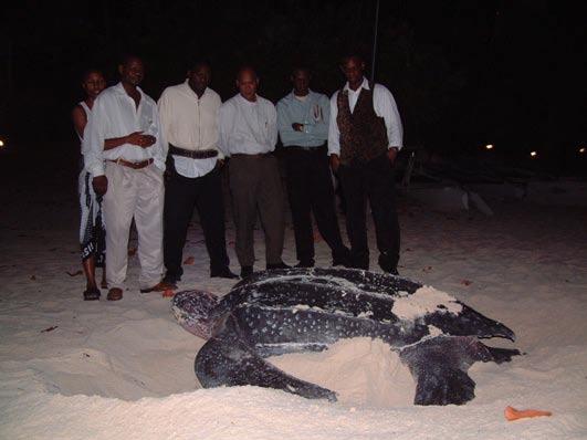 purchase sea turtle meat (50%) Photo 4.28. Staff at Cap Juluca, an exclusive hotel, enjoy the spectacle of a nesting leatherback turtle, May 2004 (Photo P. Richardson).
