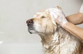 Health Considerations Record of immunizations Flea and tick medication Frequent baths and grooming Frequent nail