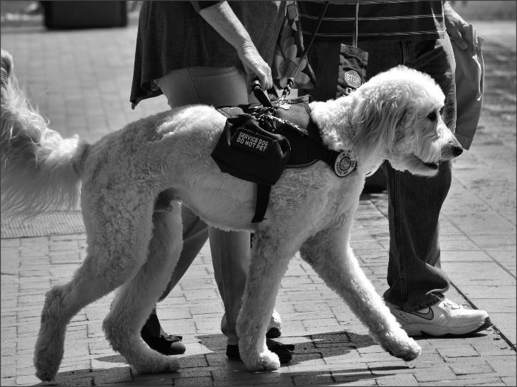 Service animal Dog, typically, trained to provide
