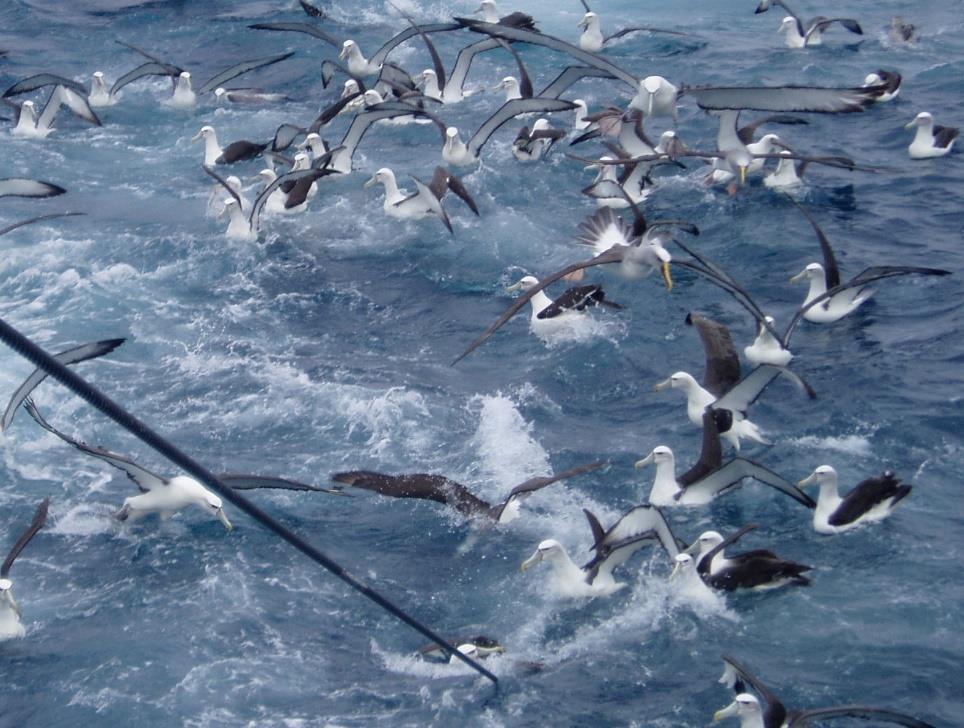 Results: Factors affecting CM Trawl fisheries: Mid-tow turns: carcass retention on sweeps, bridles, doors Length of exposed warp: extent of warp strikes