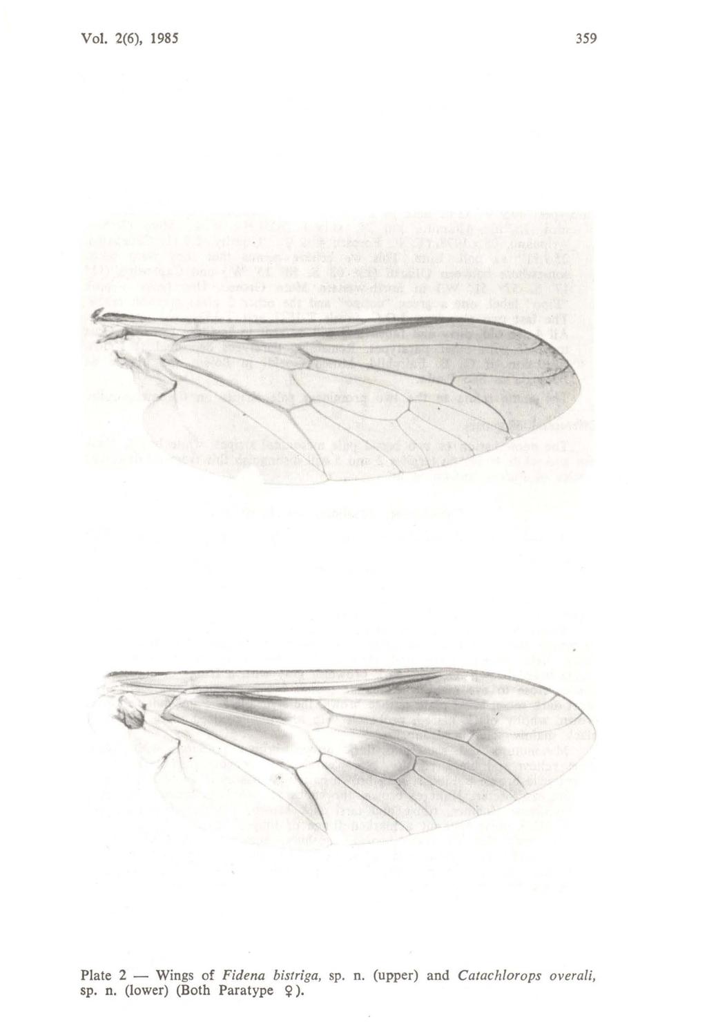 Vol. 2(6), 1985 359 Plate 2 - Wings of Fidena bistriga, sp. n.
